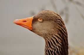 head of a tired gray goose