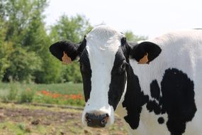 Black and White Cow on farm