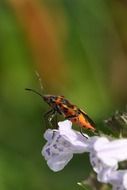 beetle on a white flower on a blurry green background
