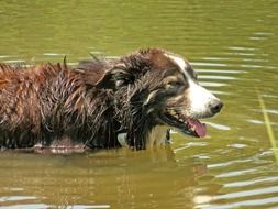 the dog is walking along the pond