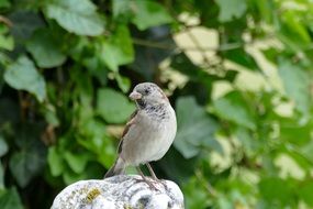 sparrow on the garden sculpture