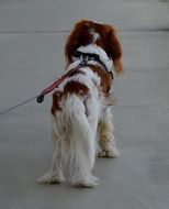 walking cavalier king charles spaniel