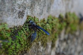 wasp with blue wings on a stone wall