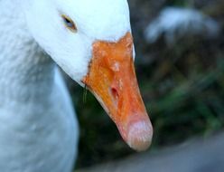 magnificent Goose White