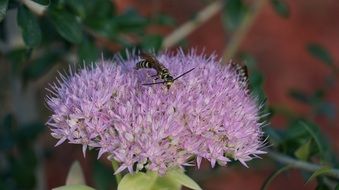 insect on flowering spring grass