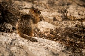 wild squirrel sitting on the rock