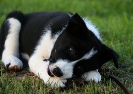 Black And White puppy playing in grass