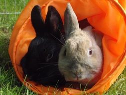 Rabbit Munchkins