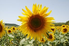 Landscape with the insects on the sunflowers