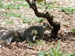 Squirrel lives in the central park