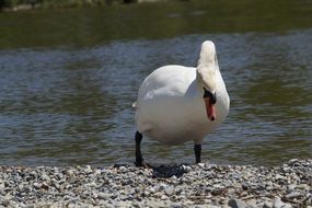 swan coming out of the water