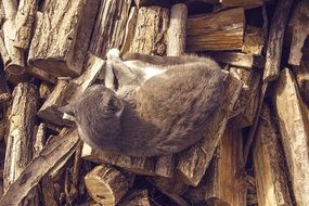 Cat lays on cut wood