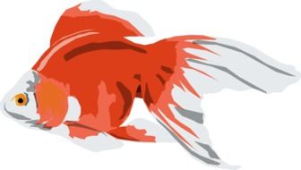 Goldfish drawing