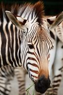 striped black and white zebras