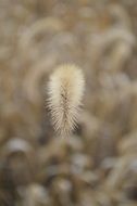 Setaria viridis in autumn