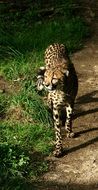 spotted cheetah in wildlife