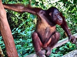 Orangutan Monkey in a jungle