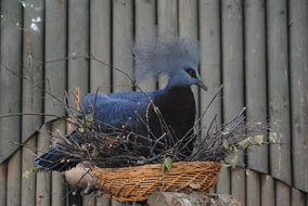 Bird Exotica Feather