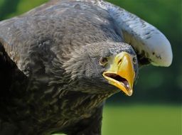 portrait of starry sea eagle bird