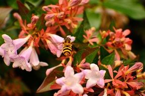 hoverfly in the summer garden