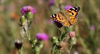 orange butterfly on a thistle flower on a tree close-up on a blurred background