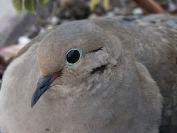 portrait of a gray pigeon