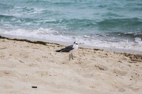 seagull on the beach near the sea