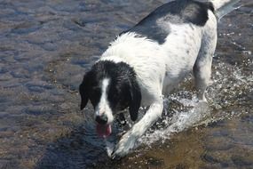 black white Dog in Water