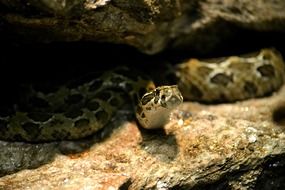 Wild Snake