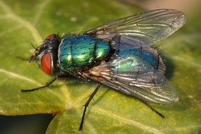 charming Fly Bug