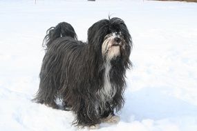 Tibetan Terrier is standing in the snow