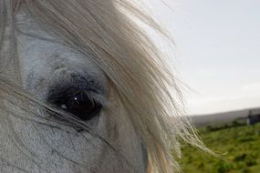 white Horse Eye close up