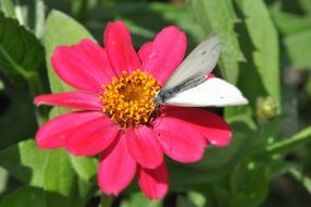 pink Butterfly on a Dahlia flower