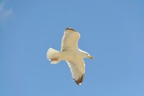 white gull flies over the coast