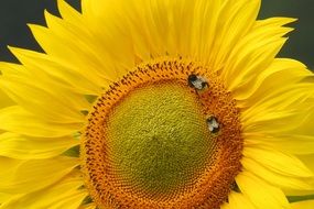 bees on the yellow sunflower