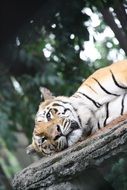 sleeping tiger on a tree close-up