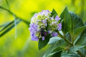 Landscape of Insect sitting on a flower