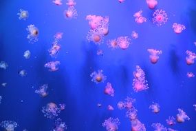 enchanting Jellyfish