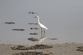 Heron in the water in the pond