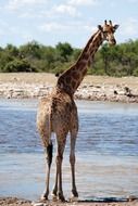 fascinating Giraffe Safari