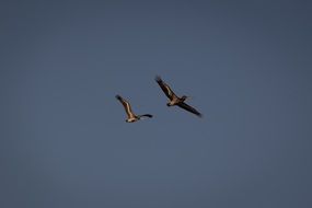 Pelican Bird in the sky