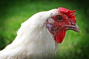 portrait of a chicken head