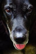 black labrador with tongue hanging out close-up