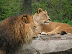 stunningly beautiful Lions