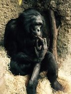 young sitting gorilla in Zoo