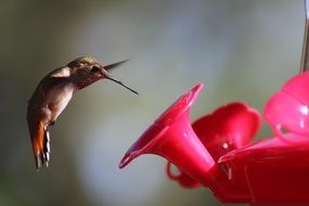 tiny Hummingbird Feeding nectar