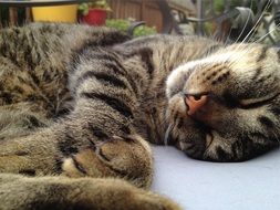 cute and beautiful Cat Sleeping