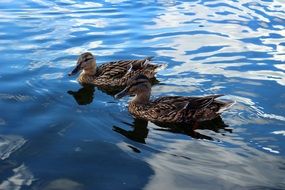 gray ducks in mirror water