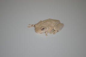 pale frog in wildlife