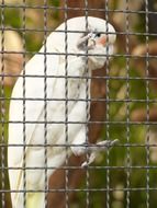 white goffins cockatoo in the cage